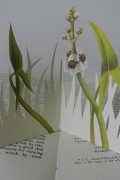 Flowers-of-Marsh-and-Stream-2