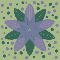 01 Campanula patula I