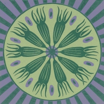 02 Campanula patula II