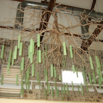 19 Kingdom Plantae (1)