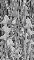 Dandelion-2