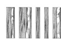Frangula alnus Frangula alnus
