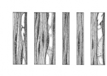 Frangula alnus Frangula alnus