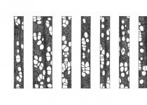 Prunus avium Prunus avium