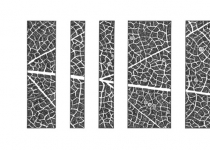 Quercus petraea Quercus petraea